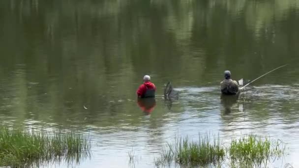 Fiskare Fångar Fisk Älven Med Fiskespön Och Spinning — Stockvideo