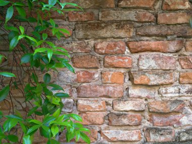 Yeşil sarmaşıklı eski kırmızı tuğla duvar