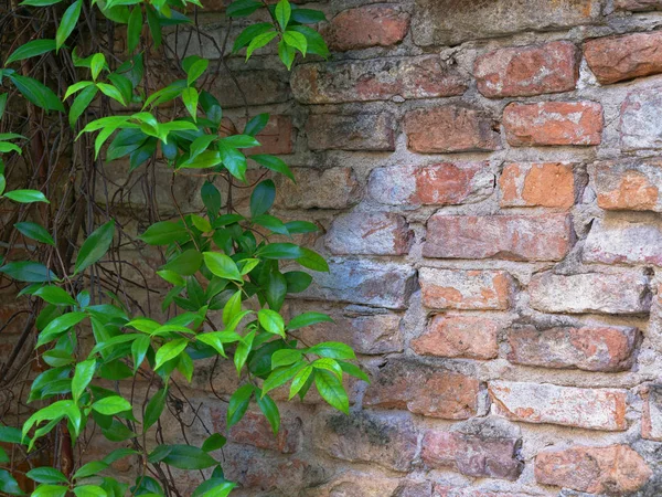 Vieux mur de briques rouges avec lierre vert — Photo