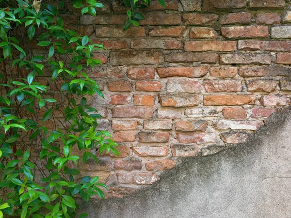 Yeşil sarmaşıklı eski kırmızı tuğla duvar — Stok fotoğraf