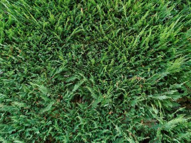 yeşil alan dekor hedge yard ev arka plan.