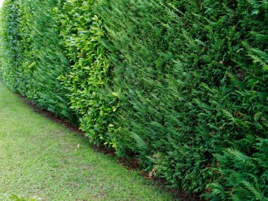 yeşil alan dekor hedge yard ev arka plan.