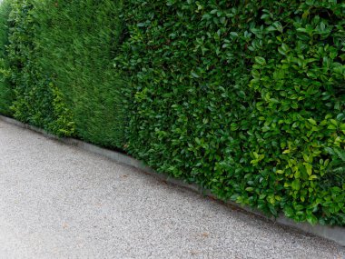 yeşil alan dekor hedge yard ev arka plan.