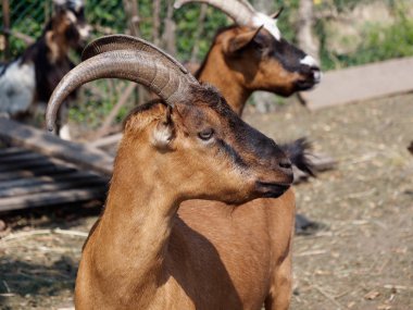 Rock'ta Büyük Boynuzlu Altın Keçi