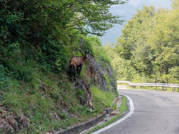 Άγριο βουνίσιο κατσίκι στο δρόμο προς το βουνό Ιταλία — Φωτογραφία Αρχείου