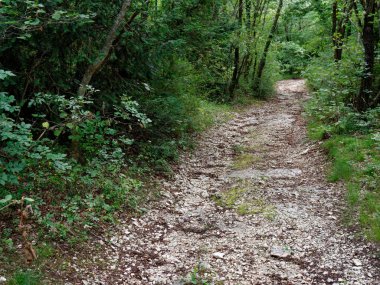 yeşil çalılar arasında dağ kayalık izi