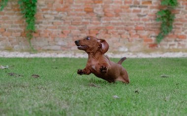 kızıl saçlı dachshund yeşil bir çim üzerinde çalışır. anında dachshund