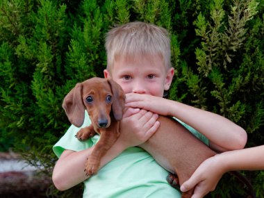 çocuk güzel bir kırmızı dachshund tutar