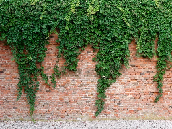 Stary mur z czerwonej cegły z zielonym bluszczem — Zdjęcie stockowe