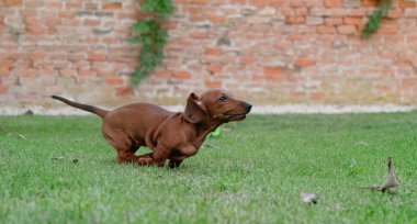 kızıl saçlı dachshund yeşil bir çim üzerinde çalışır. anında dachshund