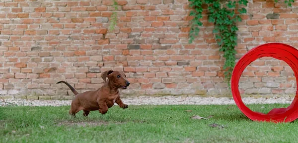 빨간 머리 닥스훈트(Dachshund)는 녹색 잔디밭에서 뛰고 있다. 닥스훈트 — 스톡 사진