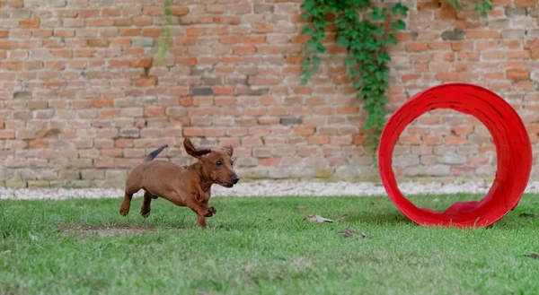 Dachshund ruivo corre num relvado verde. Dachshund na mosca — Fotografia de Stock