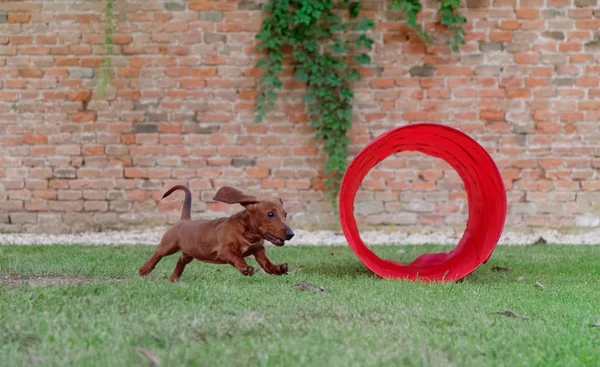 Dachshund ruivo corre num relvado verde. Dachshund na mosca — Fotografia de Stock