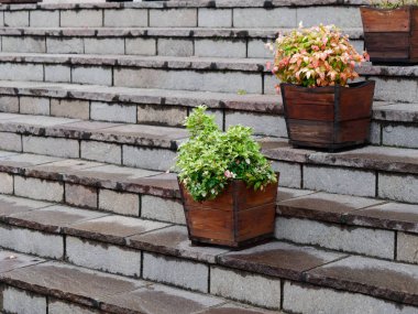 granit adımlar üzerinde saksı çiçekleri. şehir dekoru