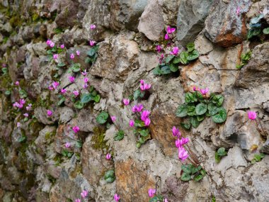 leylak çiçekleri bir taş duvarda büyür