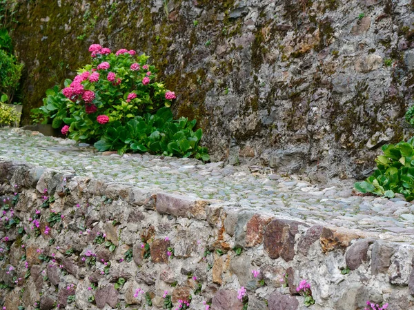 Leylak çiçekleri bir taş duvarda büyür — Stok fotoğraf