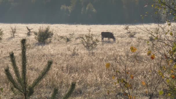 Las Vacas Pastan Otoño Campo Por Mañana Una Neblina — Vídeos de Stock