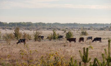 İnekler sonbaharda bir tarlada sabah sisli bir şekilde otlarlar.