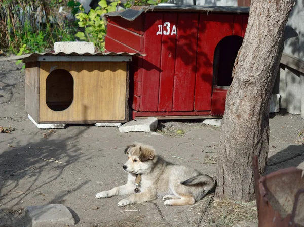 Porträt eines Welpen von einem Hofhund — Stockfoto