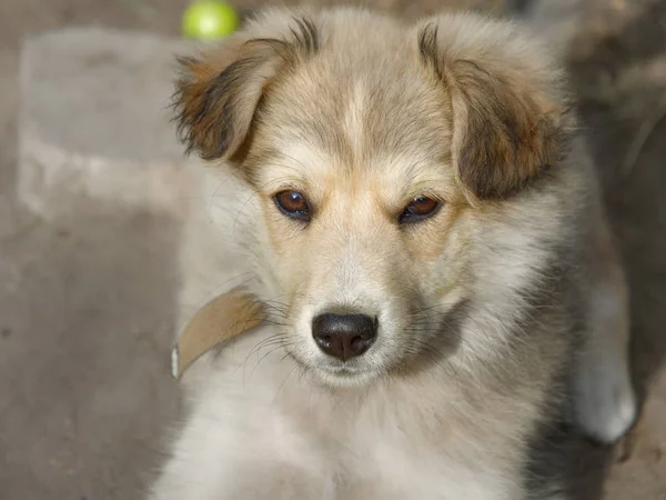 Porträt eines Welpen von einem Hofhund — Stockfoto