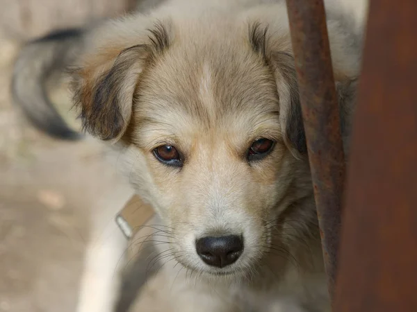 Porträt eines Welpen von einem Hofhund — Stockfoto