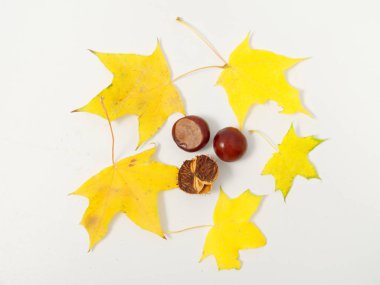 Kestaneli sarı sonbahar yaprakları beyaz arka planda