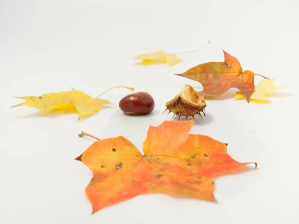 Yellow autumn leaves with chestnuts on a white background — Stock Photo, Image