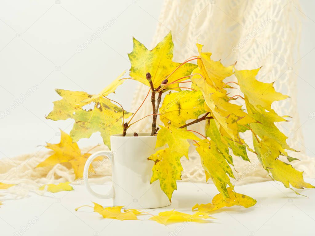 yellow autumn leaves still life on a white background
