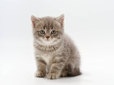 Beyaz arka planda güzel, komik bir İngiliz kedi yavrusu.