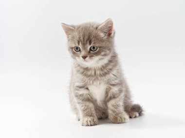 Beyaz arka planda güzel, komik bir İngiliz kedi yavrusu.