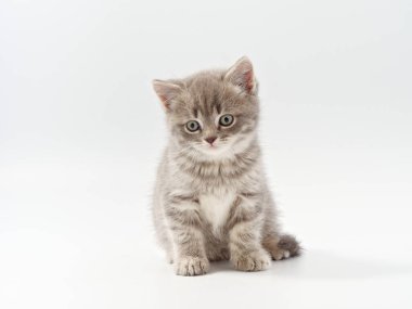 Beyaz arka planda güzel, komik bir İngiliz kedi yavrusu.