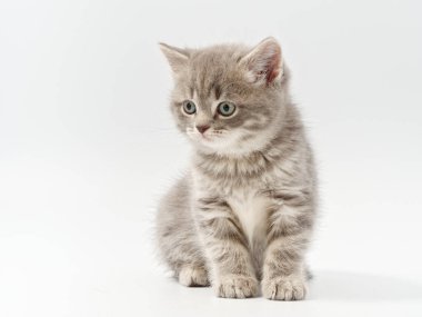 Beyaz arka planda güzel, komik bir İngiliz kedi yavrusu.