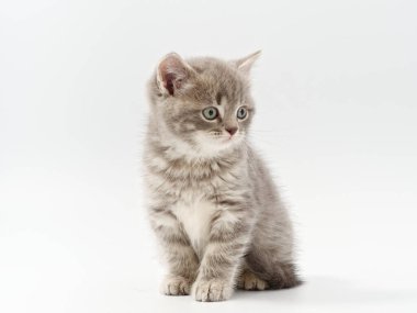 Beyaz arka planda güzel, komik bir İngiliz kedi yavrusu.