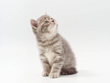 Beyaz arka planda güzel, komik bir İngiliz kedi yavrusu.