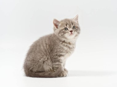 Beyaz arka planda güzel, komik bir İngiliz kedi yavrusu.