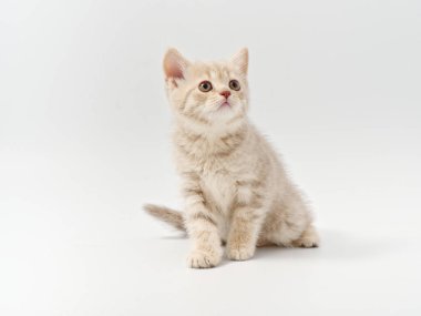 Beyaz arka planda güzel, komik bir İngiliz kedi yavrusu.