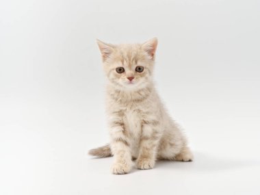 Beyaz arka planda güzel, komik bir İngiliz kedi yavrusu.