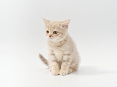 Beyaz arka planda güzel, komik bir İngiliz kedi yavrusu.