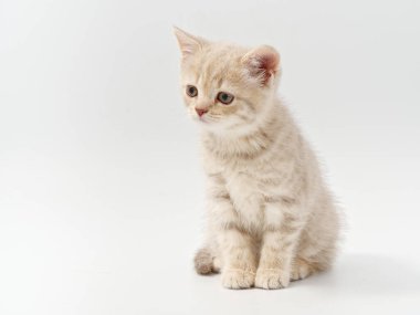 Beyaz arka planda güzel, komik bir İngiliz kedi yavrusu.