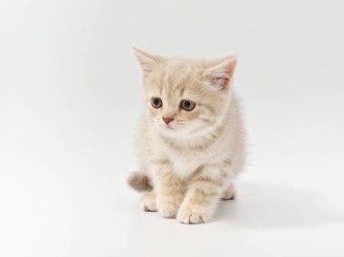 Beyaz arka planda güzel, komik bir İngiliz kedi yavrusu.