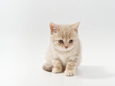 Beyaz arka planda güzel, komik bir İngiliz kedi yavrusu.
