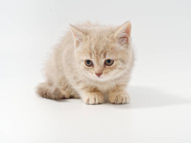 Beyaz arka planda güzel, komik bir İngiliz kedi yavrusu.