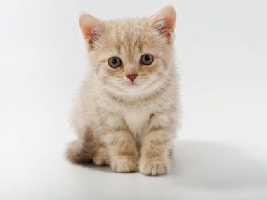 Beyaz arka planda güzel, komik bir İngiliz kedi yavrusu.