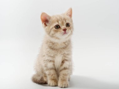 Beyaz arka planda güzel, komik bir İngiliz kedi yavrusu.