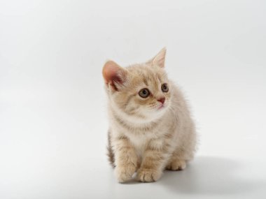 Beyaz arka planda güzel, komik bir İngiliz kedi yavrusu.