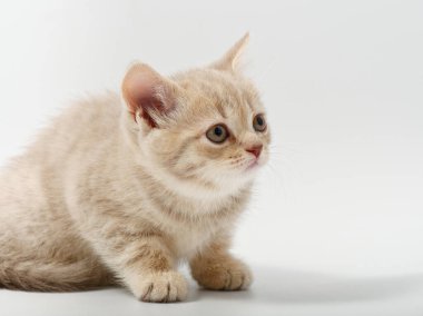 Beyaz arka planda güzel, komik bir İngiliz kedi yavrusu.