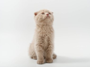 Beyaz arka planda güzel, komik bir İngiliz kedi yavrusu.