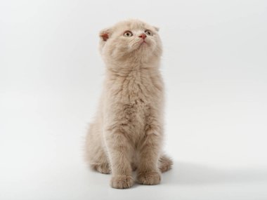 Beyaz arka planda güzel, komik bir İngiliz kedi yavrusu.