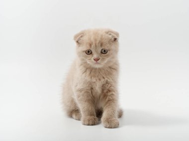 Beyaz arka planda güzel, komik bir İngiliz kedi yavrusu.