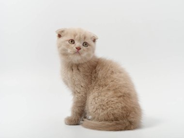 Beyaz arka planda güzel, komik bir İngiliz kedi yavrusu.
